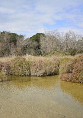 1. PN ALBUFERA_habitat_mallada (2).jpg