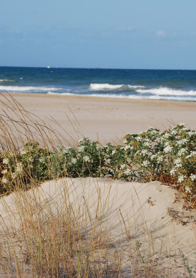 1. PN ALBUFERA_habitat_playa y ecosistema dunar. (4).jpg
