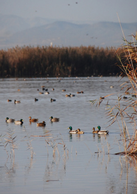 2.PNALBUFERA _Anas platyrhynchos.jpg