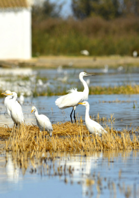 2.PNALBUFERA _Bubulcus ibis_Egretta garzetta .jpg