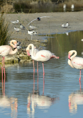 2.PNALBUFERA _Phoenicopterus roseus_himantopus himantopus_sterna hirundo .jpg