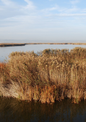 Parc Natural de l'Albufera