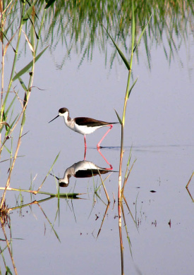 fauna_camallonga.jpg