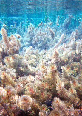 veg_acuat_myriophyllum.jpg