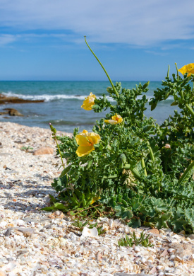 Glaucium_flavum.jpg