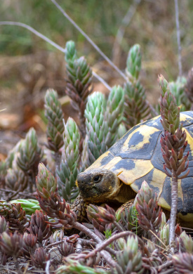 Testudo_hermanni.jpg