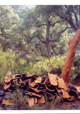 10bosc sureres.jpg