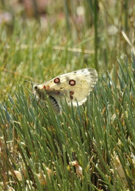 Red Parnassius M_19-6-19 (3).JPG