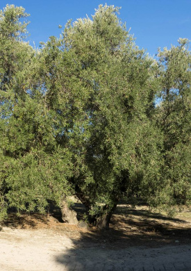olivo.jpg