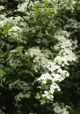 Esterpe en flor.jpg
