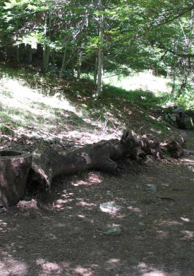 Hayedo de Montejo (0)