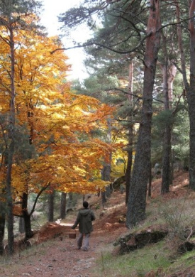 Arboreto Luis Ceballos