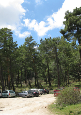 Arboreto Luis Ceballos (0)