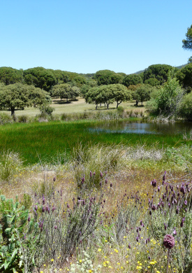 Sierra Oeste de Madrid (0)
