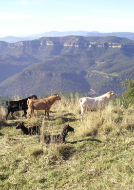 Montseny (0)