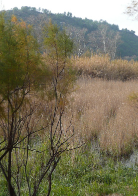 Reserves de Sebes (0)