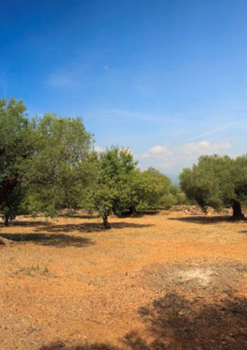 Oliveres Mil·lenàries de l'Arion (0)