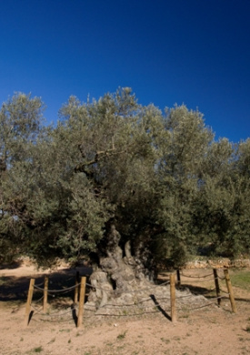 Oliveres Mil·lenàries de l'Arion (0)