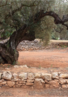 Oliveres Mil·lenàries de l'Arion (0)