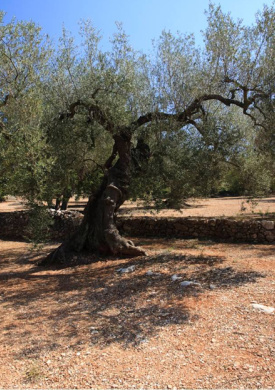 Oliveres Mil·lenàries de l'Arion (0)