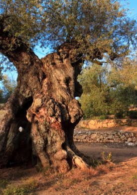 Oliveres Mil·lenàries de l'Arion