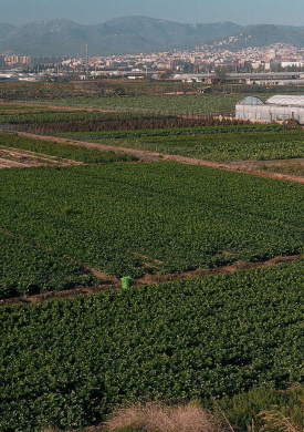 Parc Agrari del Baix Llobregat (0)
