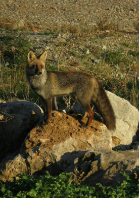 Parc del Garraf (0)