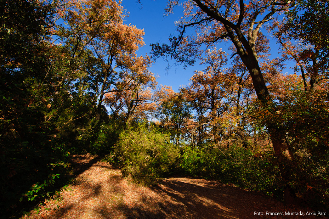 CALNIP | Parque Natural de la Serra de Collserola