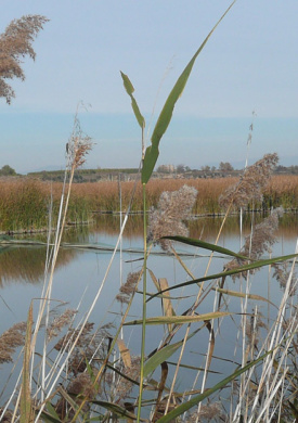 Espai Natura Estany d'Ivars i Vila-sana (0)