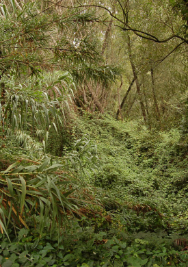 Espai Natura Sot del Fuster (0)