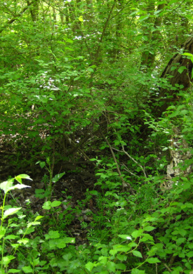 Espai Natura Sot del Fuster (0)