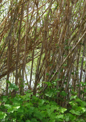 Espai Natura Sot del Fuster (0)