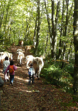 Espai Natura Cingles de l'Avenc de Tavertet (0)