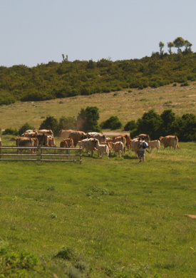 Espai Natura Cingles de l'Avenc de Tavertet (0)