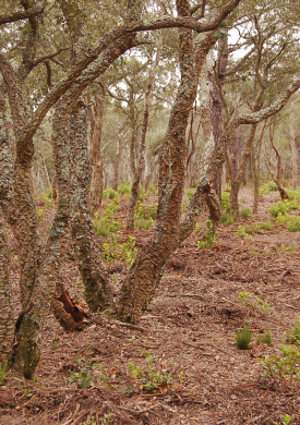 Espai Natura Can Puig de Fitor (0)