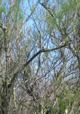 Espai Natura Ter Vell (0)