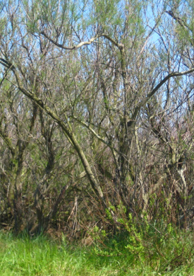 Espai Natura La Rubina (0)