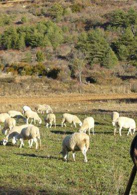Espai Natura Muntanya d’Alinyà (0)
