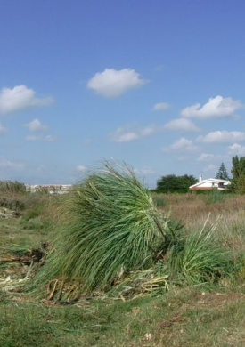 Reserva Ornitológica de Riet Vell (0)