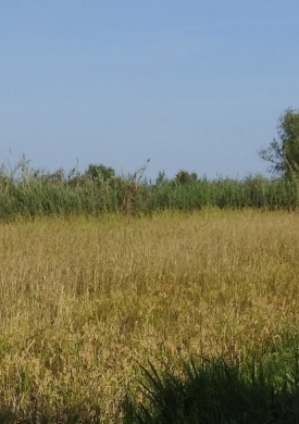Reserva Ornitológica de Riet Vell