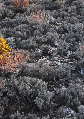 Reserva Ornitológica de El Planerón (2)