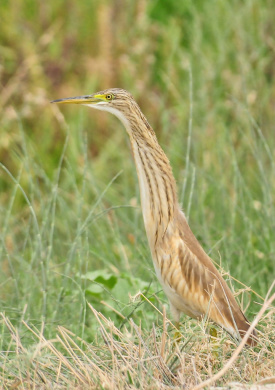 Reserva Ornitológica Los Albardales (0)