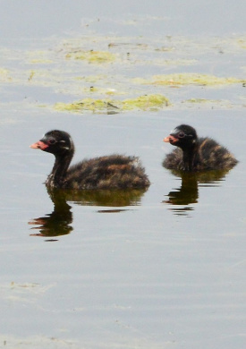Reserva Ornitológica Los Albardales (1)