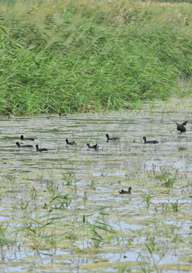 Reserva Ornitológica Los Albardales (2)