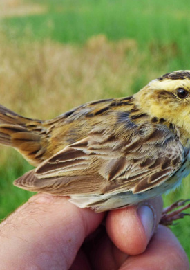Reserva Ornitológica Los Albardales (4)