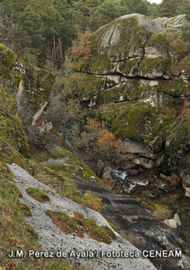 Montes de Valsaín (3)