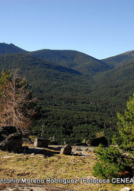 Montes de Valsaín (4)