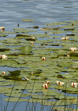 Lagoa de Sobrado (0)