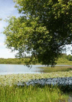 Lagoa de Sobrado (1)