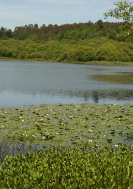 Lagoa de Sobrado (3)